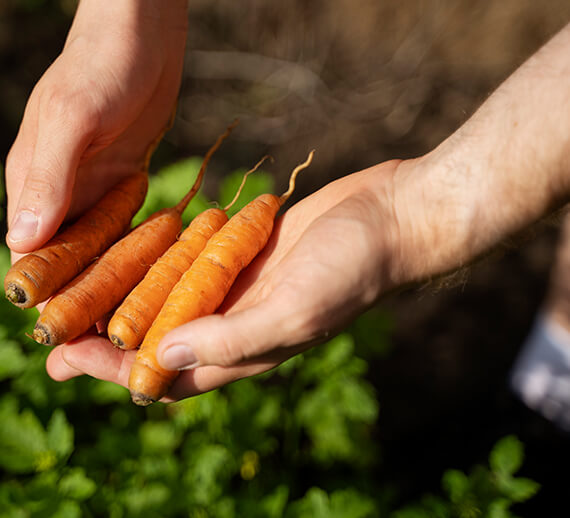 Farmfresh